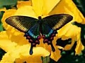 ������ ������� irisiris